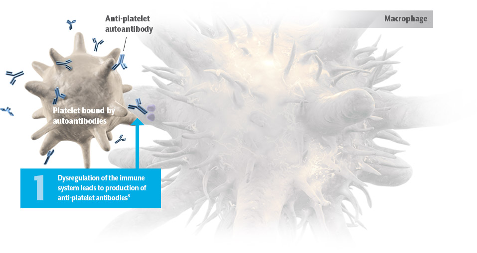 MOA illustration of anti-platelet antibodies