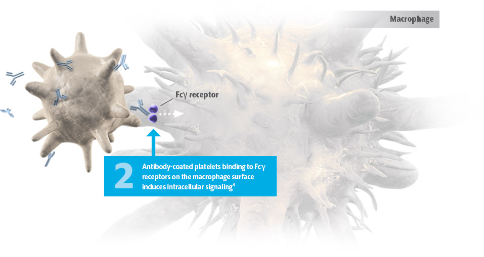 MOA illustration of platelet binding to FC receptor