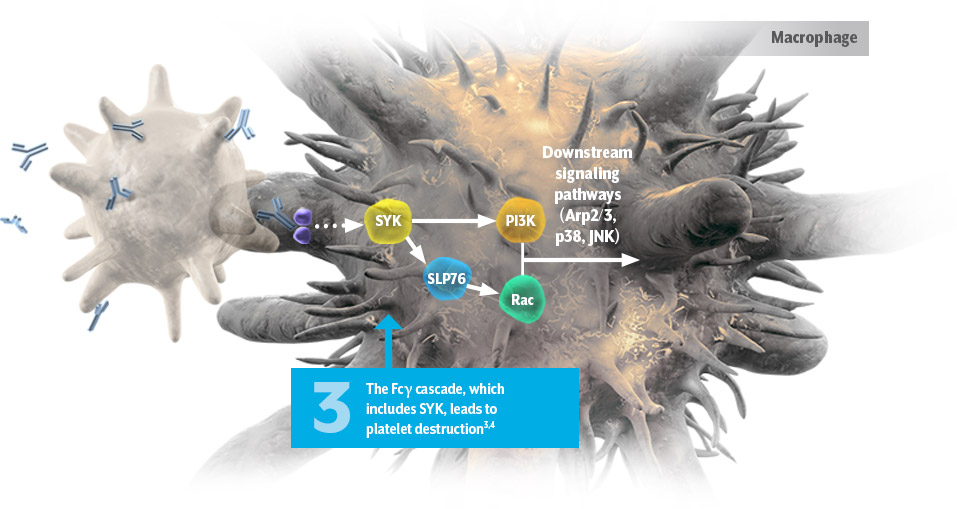 MOA illustration of Fc cascade