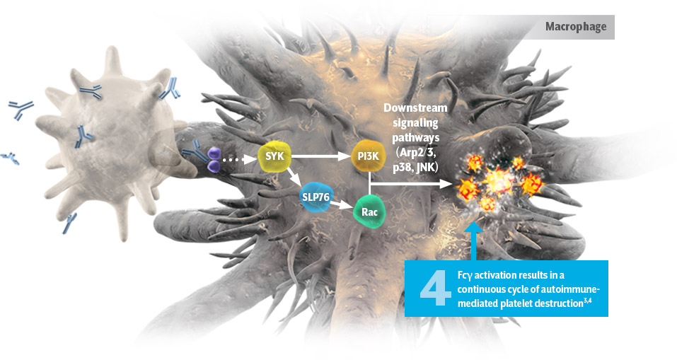 MOA illustration of Fc activation