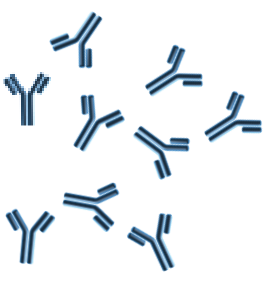 Anti-platelet antibody during lysis illustration