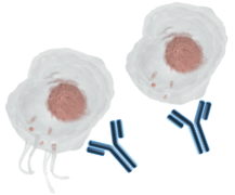 illustration of impaired megakaryocyte function